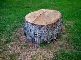 Best Tree Maintenance Programs  in Westover, AL