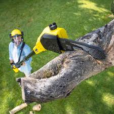 Best Lawn Renovation and Restoration  in Westover, AL