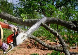 Best Tree Disease Treatment  in Westover, AL