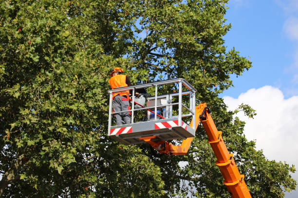 Best Tree Health Inspection  in Westover, AL