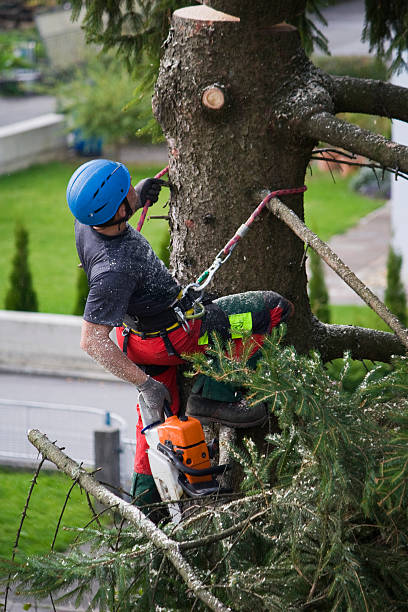 Best Commercial Tree Services  in Westover, AL