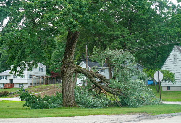 Best Storm Damage Tree Cleanup  in Westover, AL