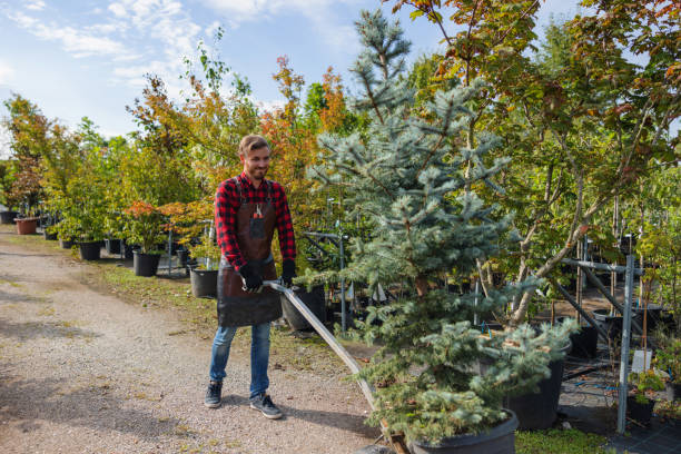 Best Tree Preservation Services  in Westover, AL