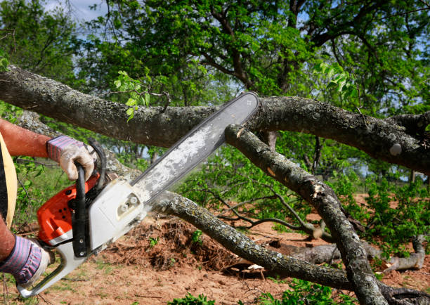 Best Tree Mulching  in Westover, AL